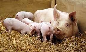 Su�nos: Setor nacional est� apreensivo com o conflito no Leste Europeu