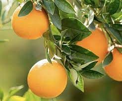Citros: Pre�o da laranja pera sobe