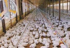 Frango: Vendas da carne de frango est�o lentas