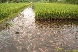 Arroz: Com baixa liquidez, valores recuam