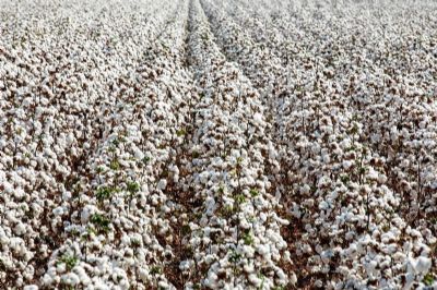 Show Safra: BASF apresenta tecnologias para os cultivos do MT