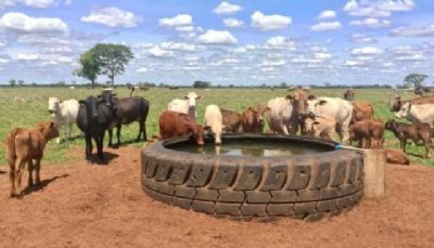 Boi: confira o bebedouro ecol�gico que est� ficando famoso no Brasil