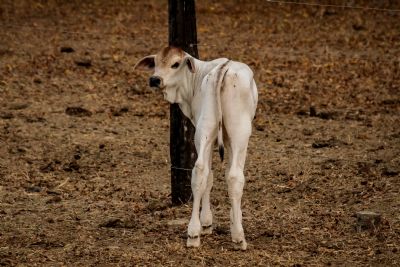 Indea passa a receber atestado de vacina��o de brucelose pela internet