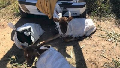 Passageiros diferentes: carro � parado em SC com tr�s bezerros dentro