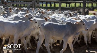 Queda no pre�o do bezerro favorece rela��o de troca