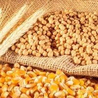 Pol�nia espera mais gr�os ucranianos nas fronteiras