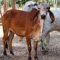 T�cnica facilita aduba��o org�nica com dejetos