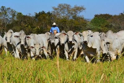 Boi/Cepea: Fraca demanda pressiona valores da carne