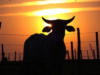 Brasil deve produzir 10,570 milh�es de t de carne bovina em 2023 � USDA