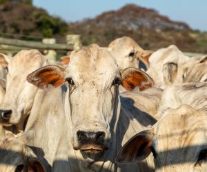 Inten��o de confinamentos em MT apresenta redu��o de 24,99% quando comparado a 2024