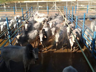 Custo da produ��o bovina aumenta em Mato Grosso