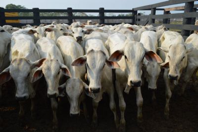 Pre�o do boi gordo recua com queda nas exporta��es no horizonte