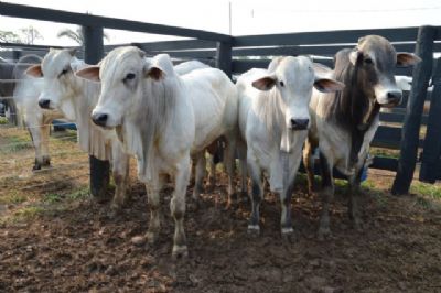 Boi gordo: pagamento dos sal�rios pode aumentar consumo de carne bovina