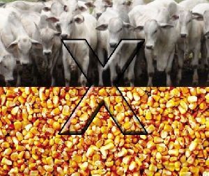 Boi gordo: milho em baixa gera oportunidade para pecuarista, aponta Scot