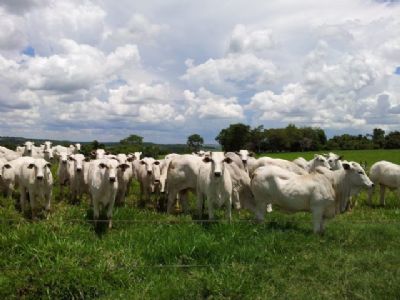 Pre�o do boi gordo j� caiu quase 8% em janeiro, aponta Cepea