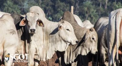 Em S�o Paulo, mercado do boi gordo moroso