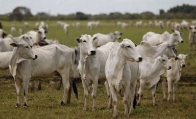 Pecu�ria: Mato Grosso pode superar GO e MS juntos