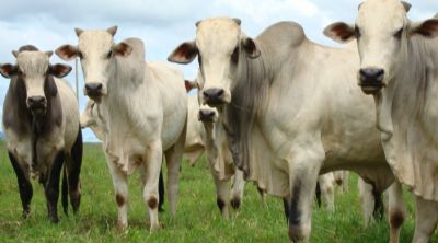 Boi gordo: Com movimenta��es baixas, pre�o preocupa pecuarista
