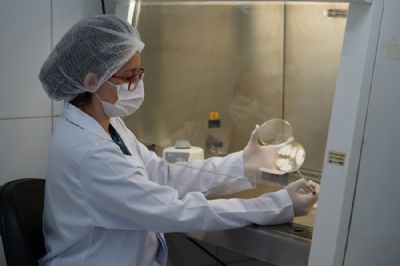 Controle da cigarrinha-do-milho registra avan�o no Pa�s com suporte de bioinsumo � base do fungo Beauveria bassiana