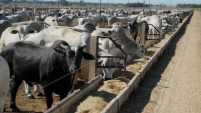 Mato Grosso bate recorde hist�rica em exporta��o de carne bovina