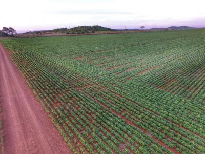 Soja volta a subir forte em Chicago nesta 3� feira e se aproxima dos US$ 13,40 por bushel