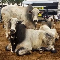 Pre�os sustentados dos bovinos de reposi��o