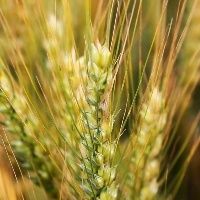 R�ssia deve continuar sendo maior exportador de trigo