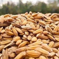 Arroz tem queda de pre�o no semestre