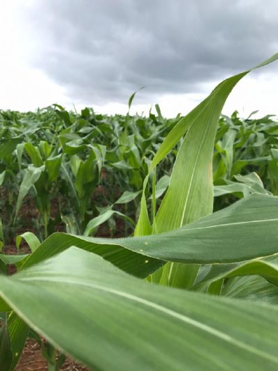 Milho: Vendas fracas e safras da Am�rica do Sul pressionam