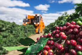 Caf�: Ritmo de neg�cios est� lento para o ar�bica, mas intenso para o robusta