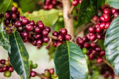 Caf�: Indicador do Ar�bica recua