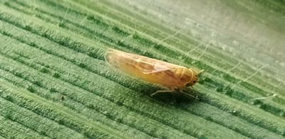 Impactos da cigarrinha-do-milho nas lavouras ser� tema de Live