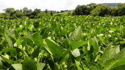 Confresa esta entre as cidades de Mato Grosso que ir�o receber t�cnicos do Rally da Safra para avaliar lavouras de soja de ciclo m�dio e tardio