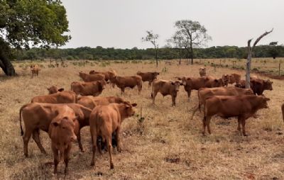 Embrapa testa sistema que permite de forma efetiva controlar o carrapato-do-boi sem usar carrapaticidas
