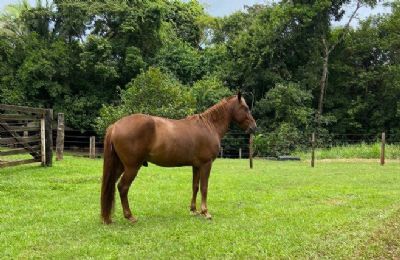 Portaria do MAPA � Exame de mormo para transporte de equinos deixa de ser obrigat�rio em Mato Grosso