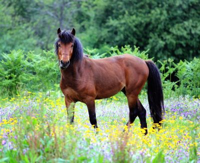 Tocantins confirma mais 5 casos de mormo
