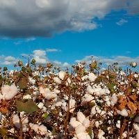 Congresso do Algod�o ser� na Bahia