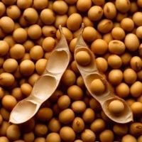 Pressionada, soja brasileira cai