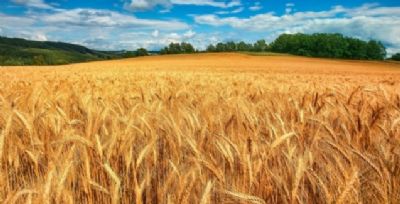 Cultura do trigo e cevada deve recuperar espa�o no pa�s