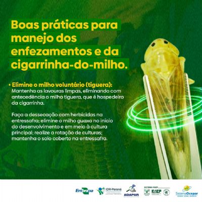 CIGARRINHA-DO-MILHO: Setor produtivo se une contra praga que devasta at� 70% da lavoura infestada