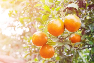 Citros/Cepea: Demanda recua e pre�o se enfraquece