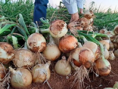 Cebola: Pre�os sobem com for�a em Ituporanga