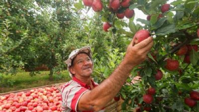 SC espera colher 500 mil toneladas de ma�� na safra 2024