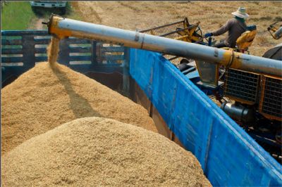 Arroz: Movimento de alta no pre�o � observado desde o final de agosto