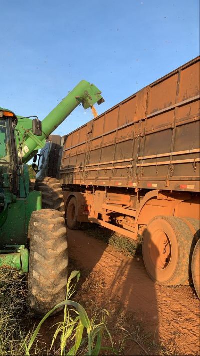 Milho: produtores reclamam da falta de fiscaliza��o na classifica��o de gr�os