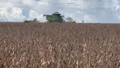 Pre�os da soja reagem em algumas pra�as brasileiras; confira