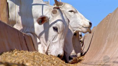 Pre�o da carne bovina diminui ap�s negocia��es em MT