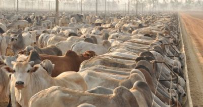 Confinamento cresce quase 2% em MT em 2015, totalizando mais de 700 mil cabe�as confinadas