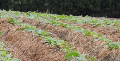 Conserva��o do solo � sin�nimo de bons rendimentos