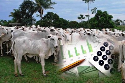 Cinco passos para aumentar a margem da pecu�ria de corte